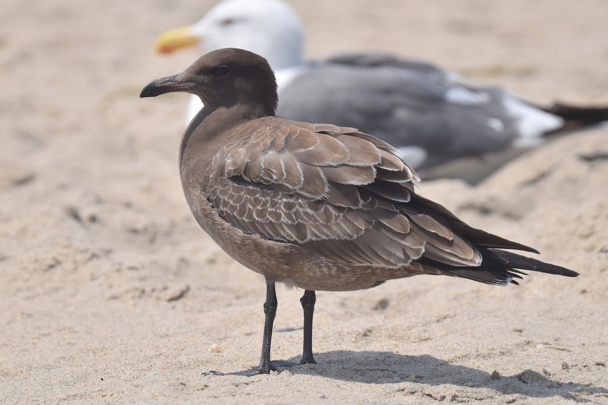 Heermann's Gull - ML640424287