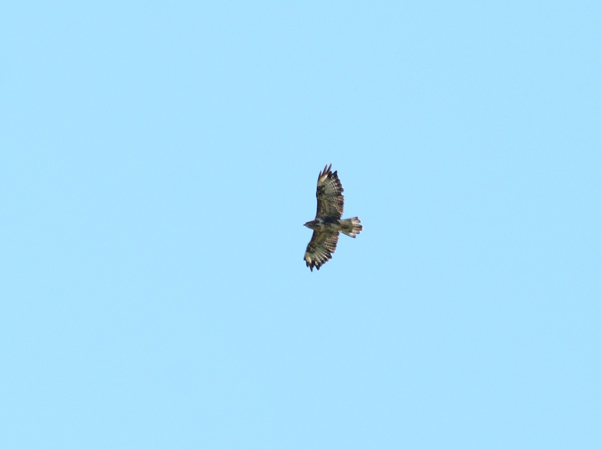 Mäusebussard (vulpinus/menetriesi) - ML640424291