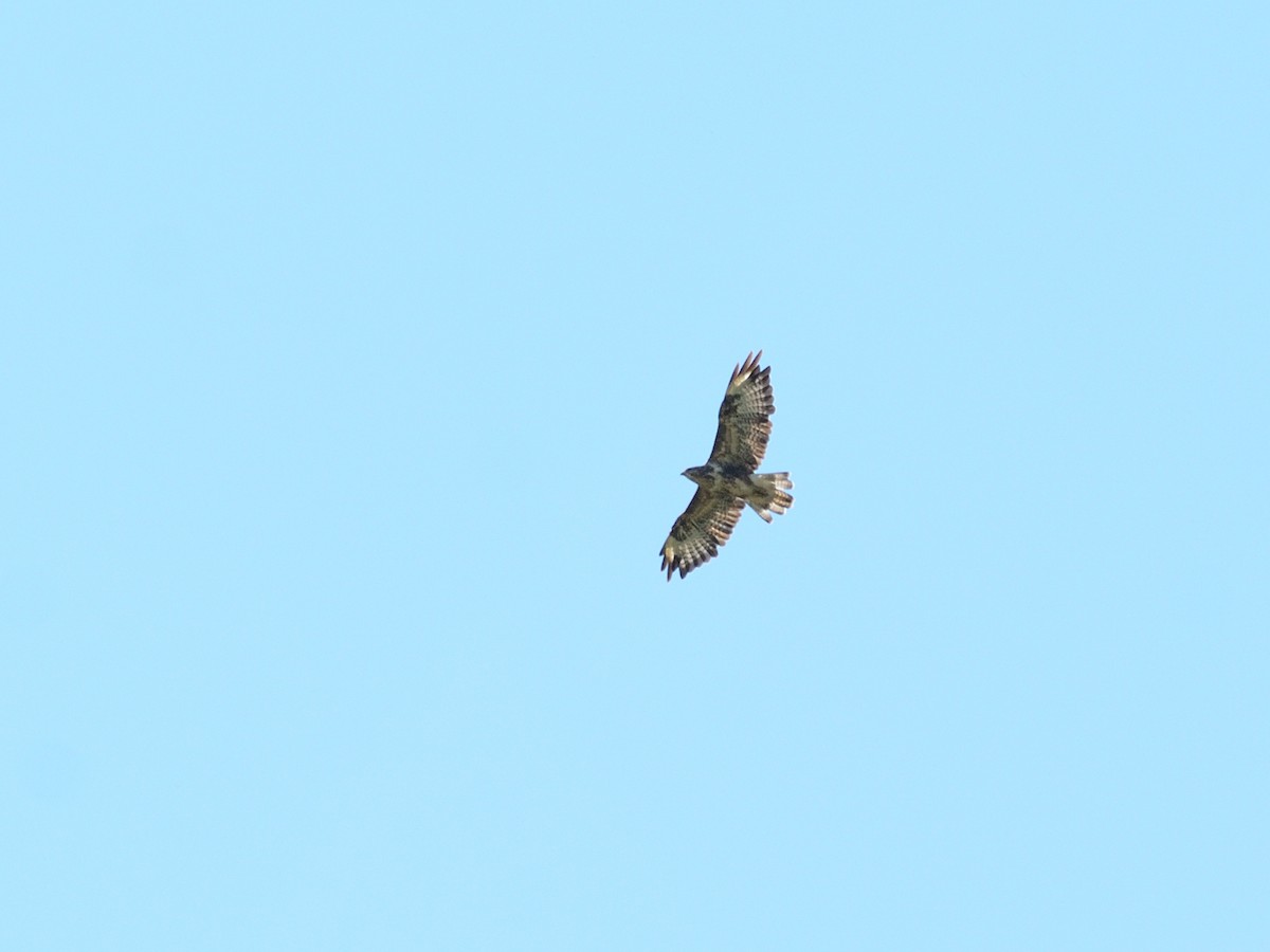 Mäusebussard (vulpinus/menetriesi) - ML640424295