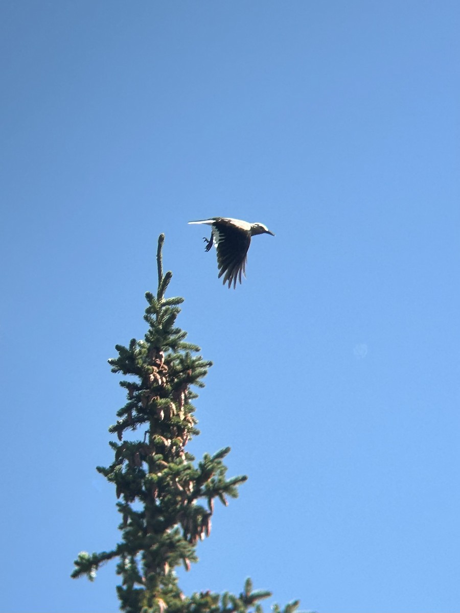 Clark's Nutcracker - ML640424296