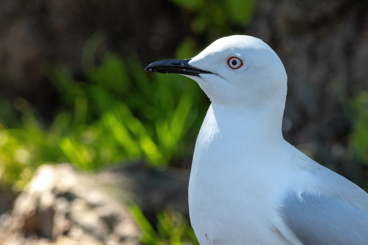 Black-billed Gull - ML640424304