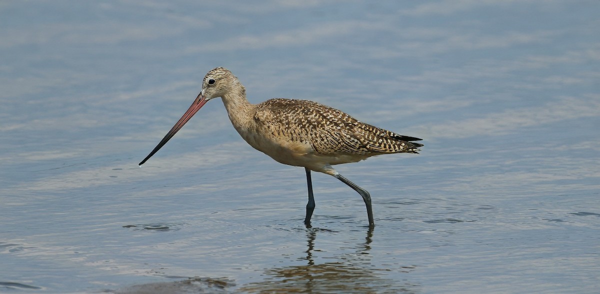 Marbled Godwit - ML640424314