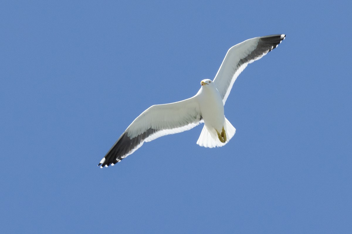 taremåke - ML640424319
