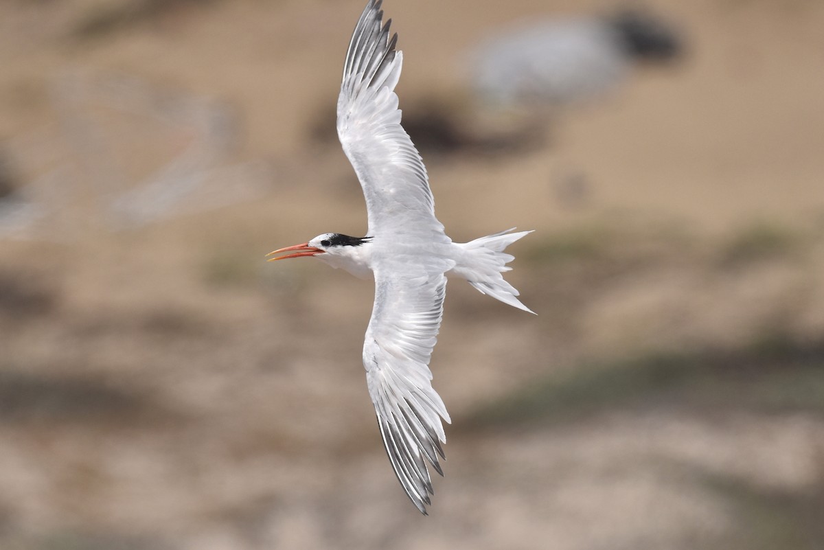 Elegant Tern - ML640424332
