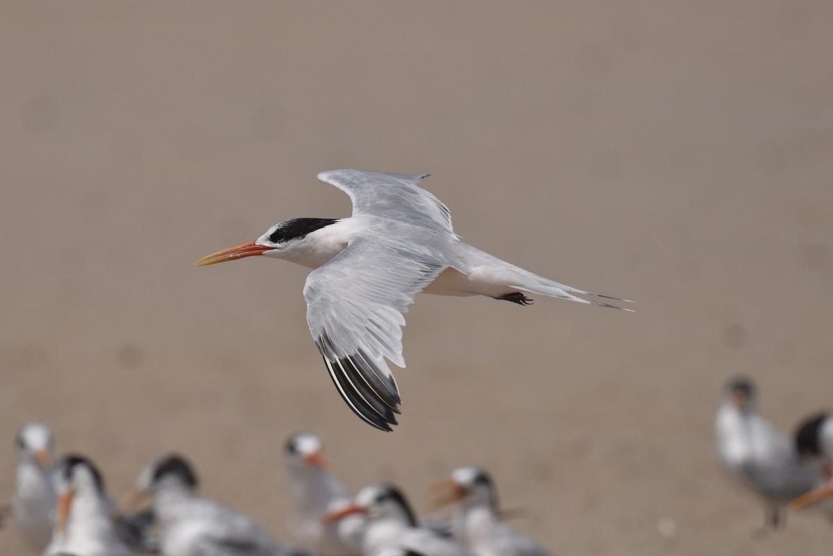 Elegant Tern - ML640424333