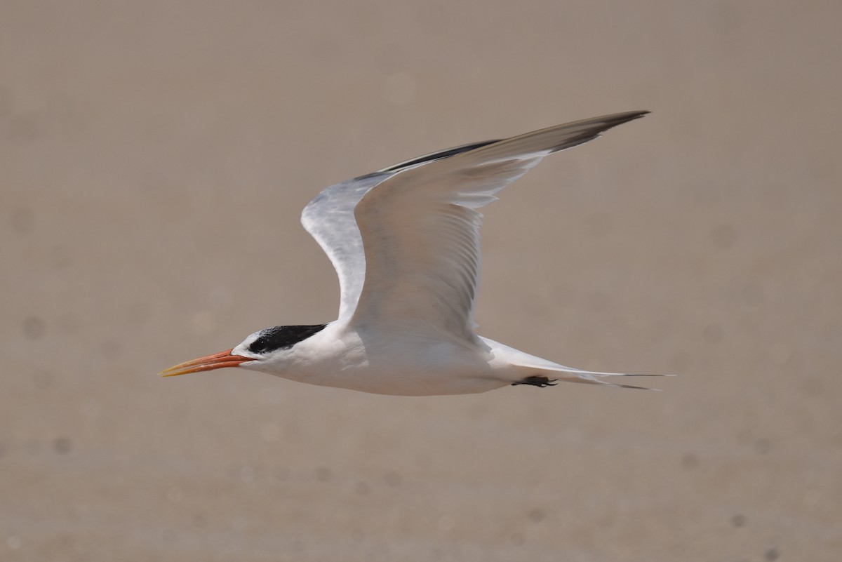 Elegant Tern - ML640424334
