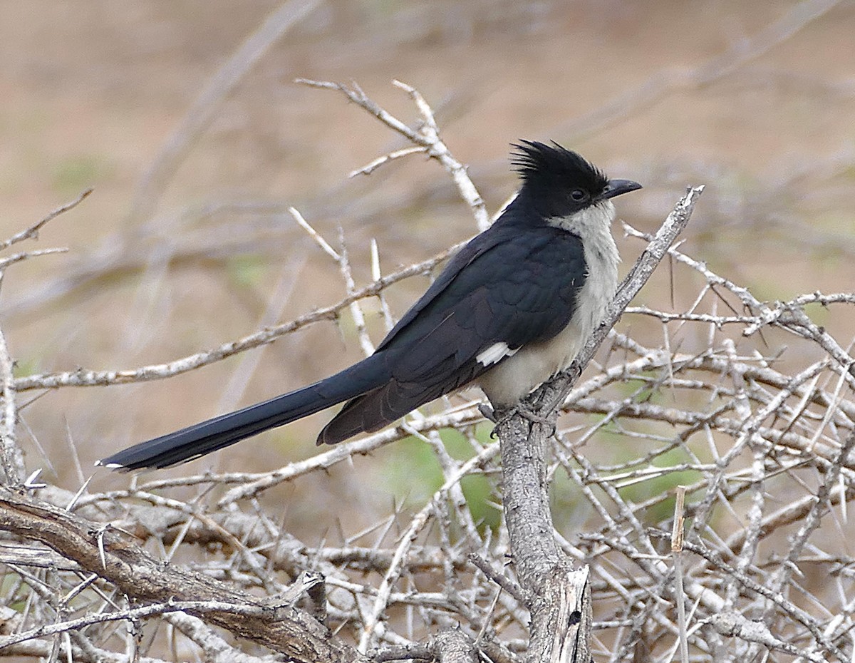 Pied Cuckoo - ML640424345