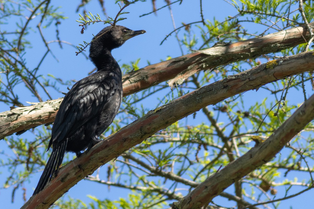 Little Pied Cormorant - ML640424347