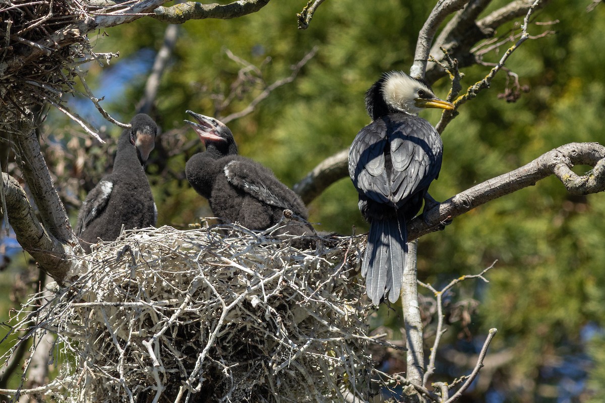 Little Pied Cormorant - ML640424348