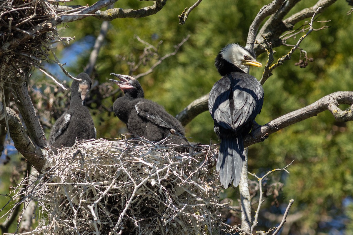 Little Pied Cormorant - ML640424349