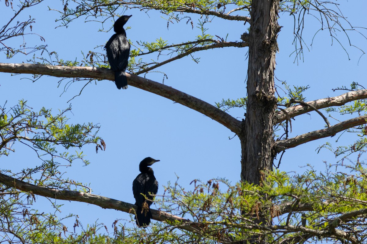 Little Pied Cormorant - ML640424352