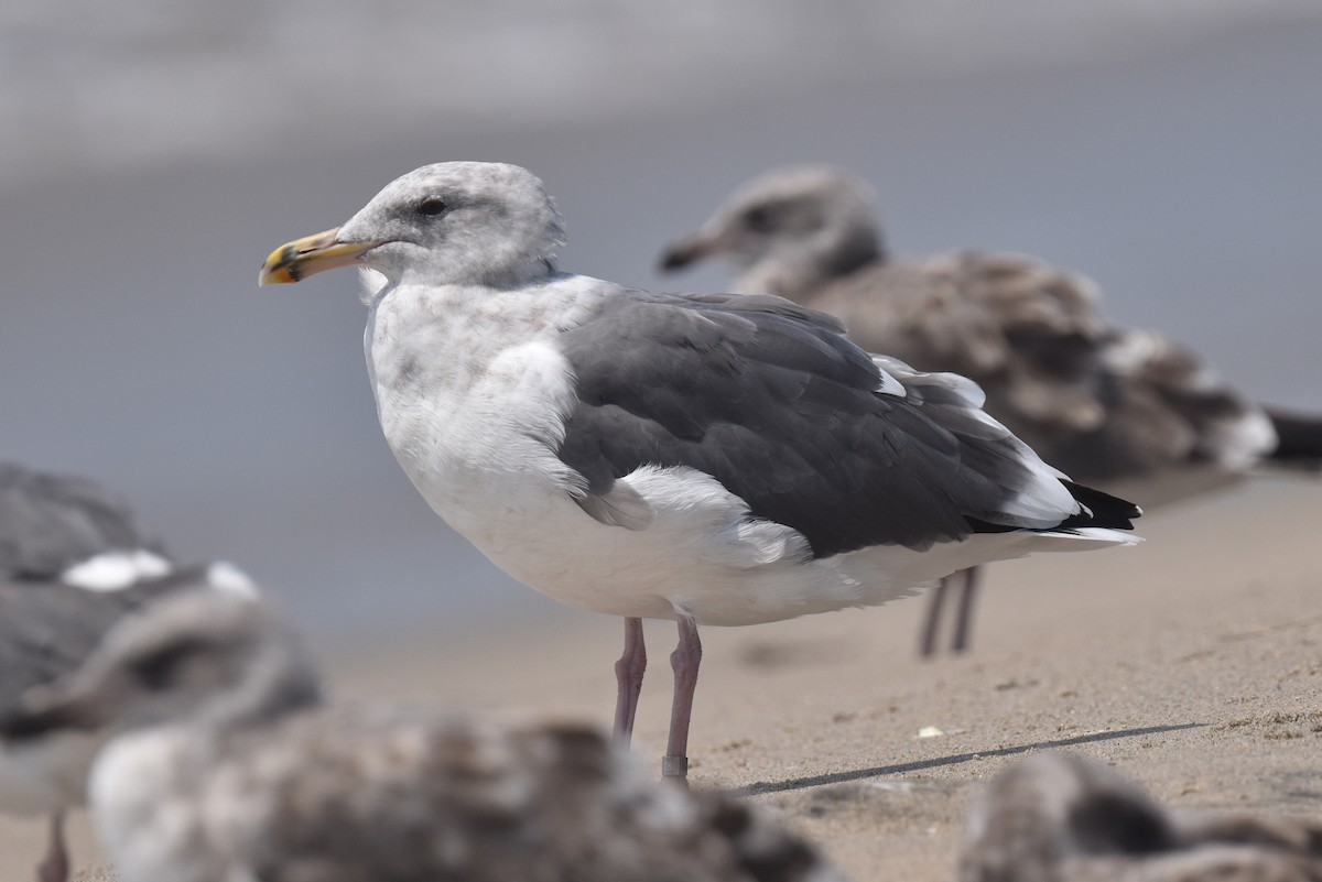 Western Gull - ML640424354