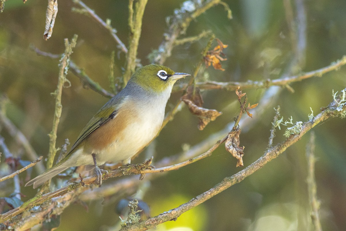 Silvereye - ML640424368