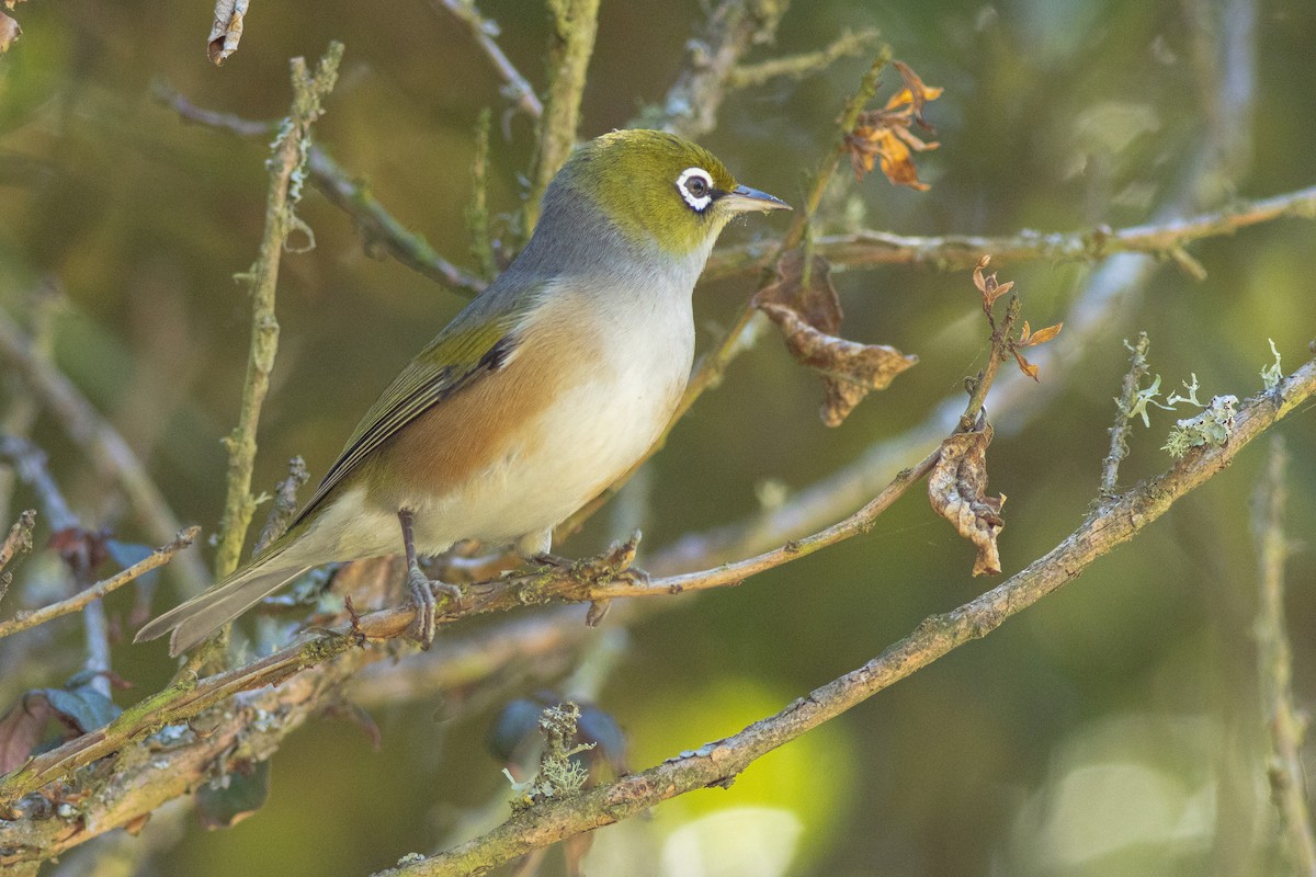 Silvereye - ML640424369