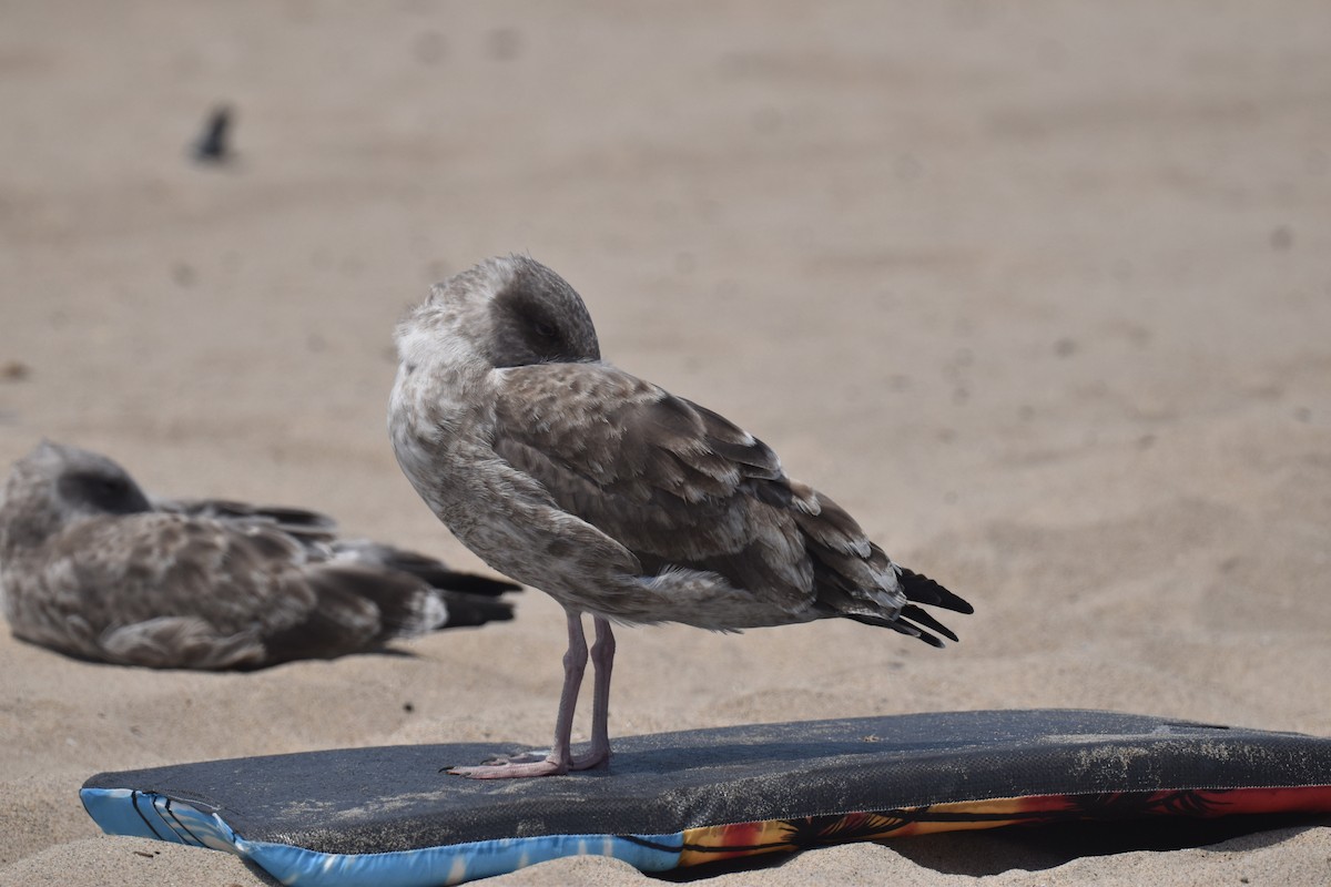 Western Gull - ML640424378