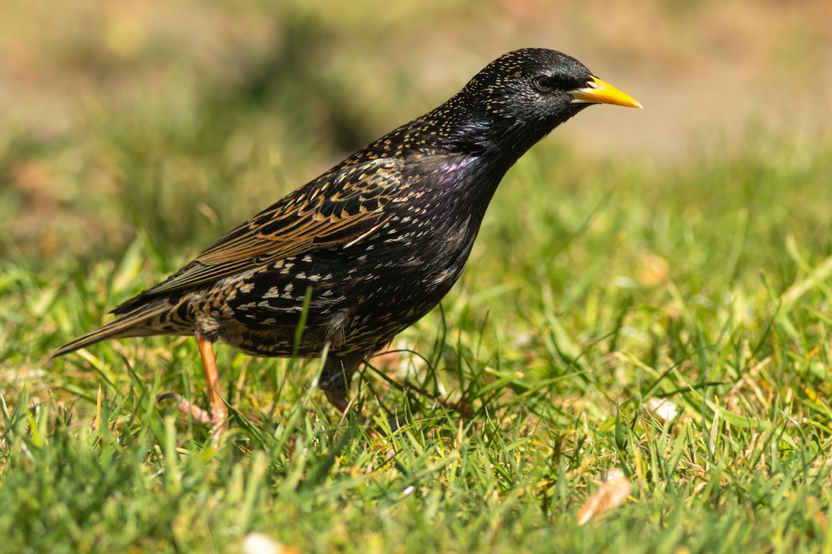 European Starling - ML640424380