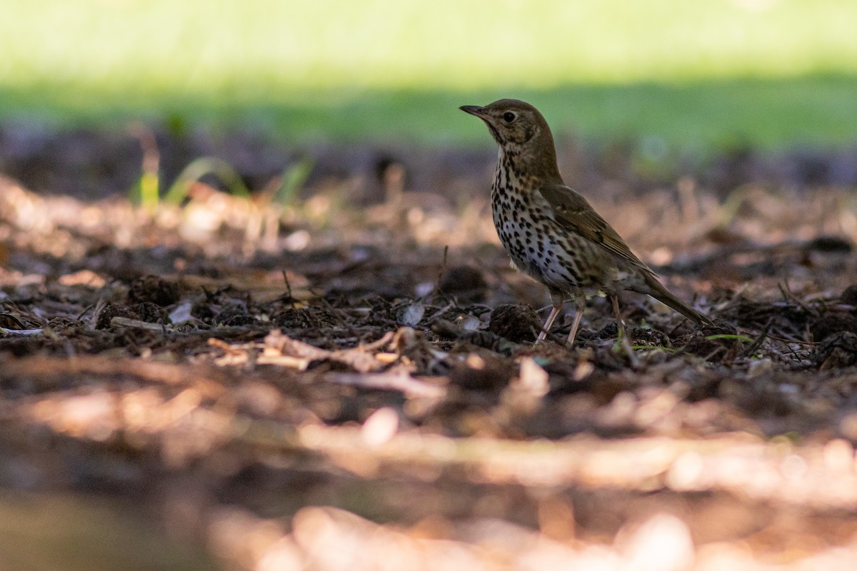 Song Thrush - ML640424393