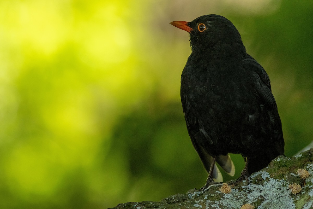 Eurasian Blackbird - ML640424402