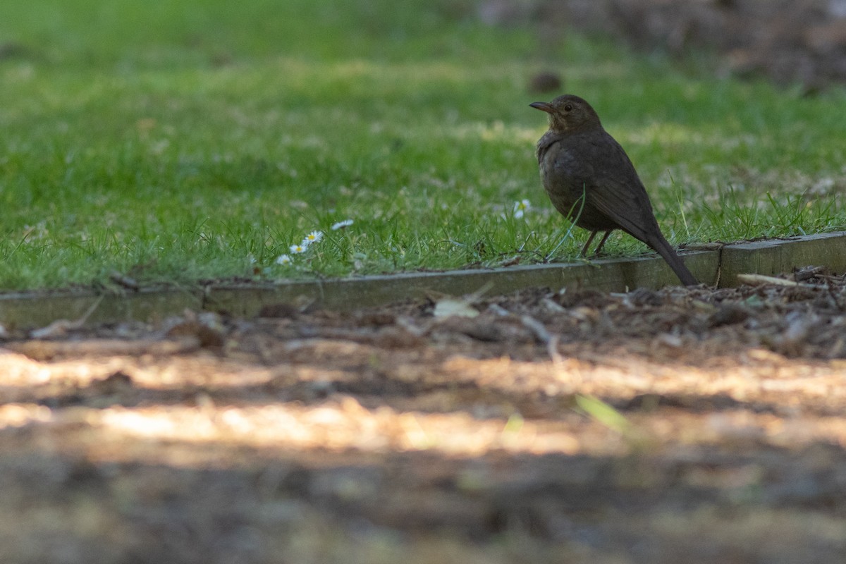 Eurasian Blackbird - ML640424404