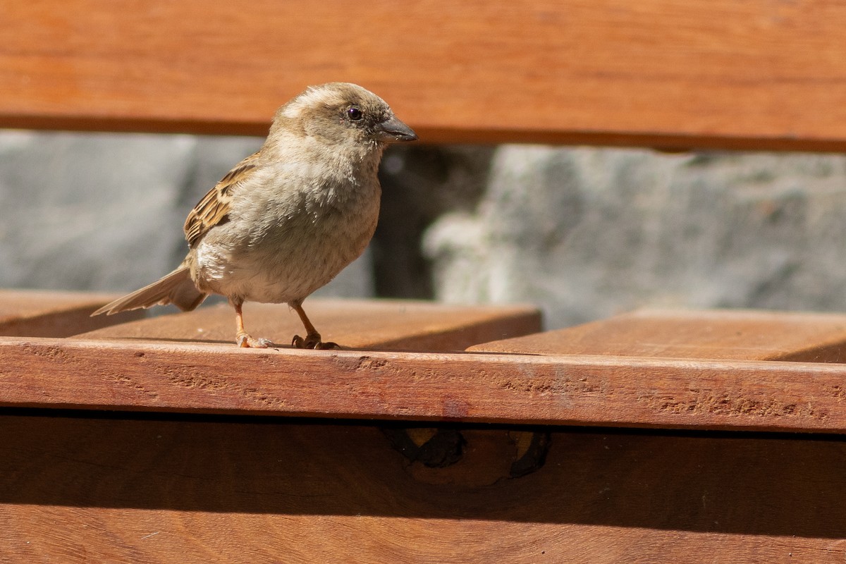 House Sparrow - ML640424422