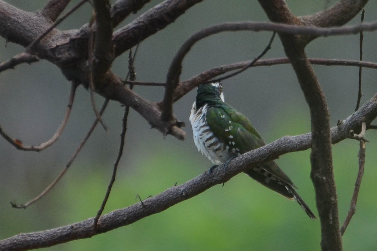 Dideric Cuckoo - ML640424426