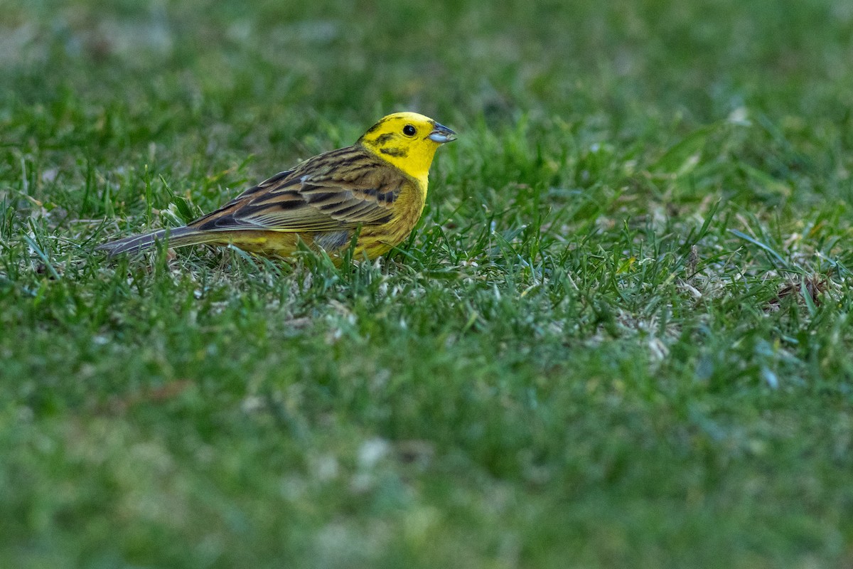 Yellowhammer - ML640424437