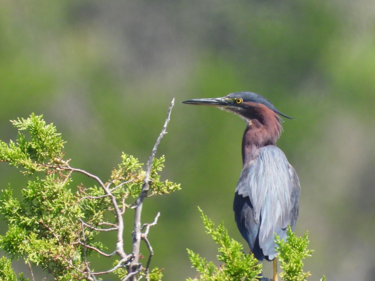 Green Heron - ML640424443