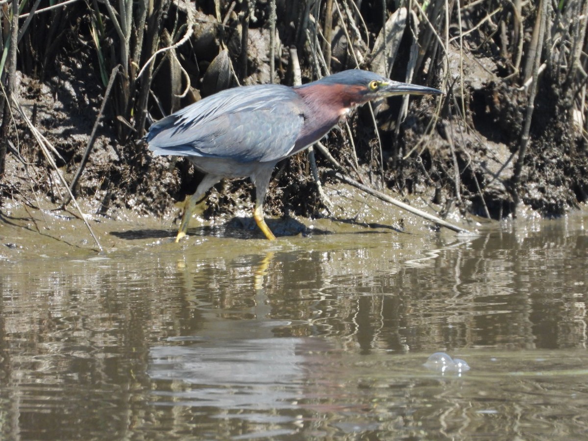 Green Heron - ML640424466
