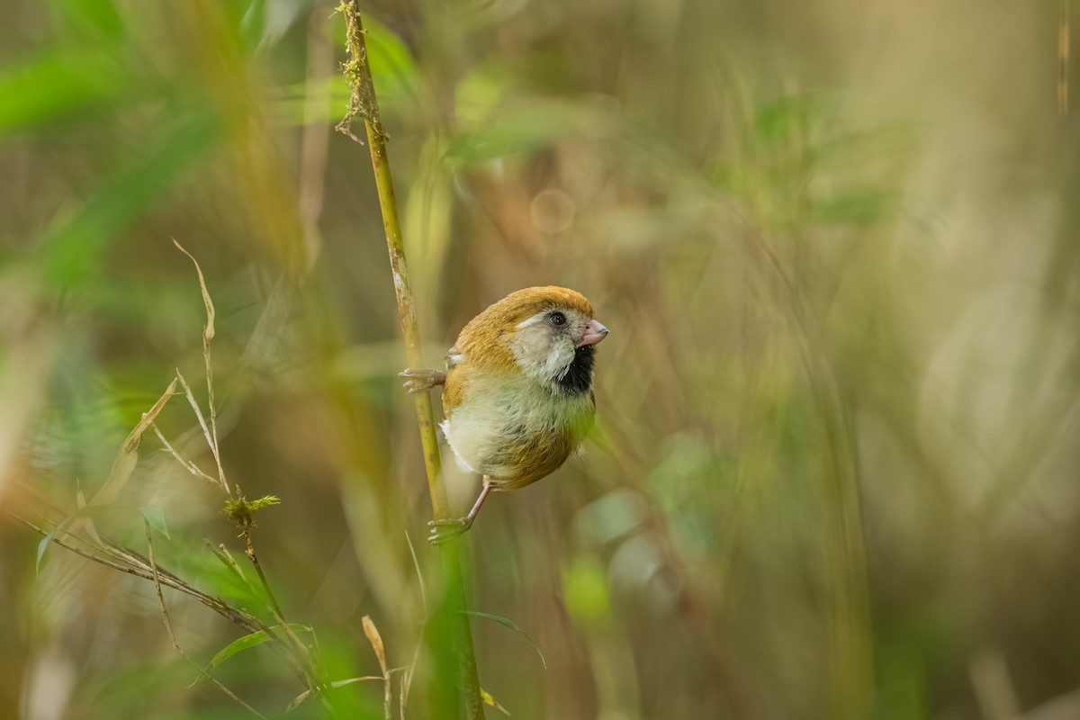 Golden Parrotbill - ML640424470