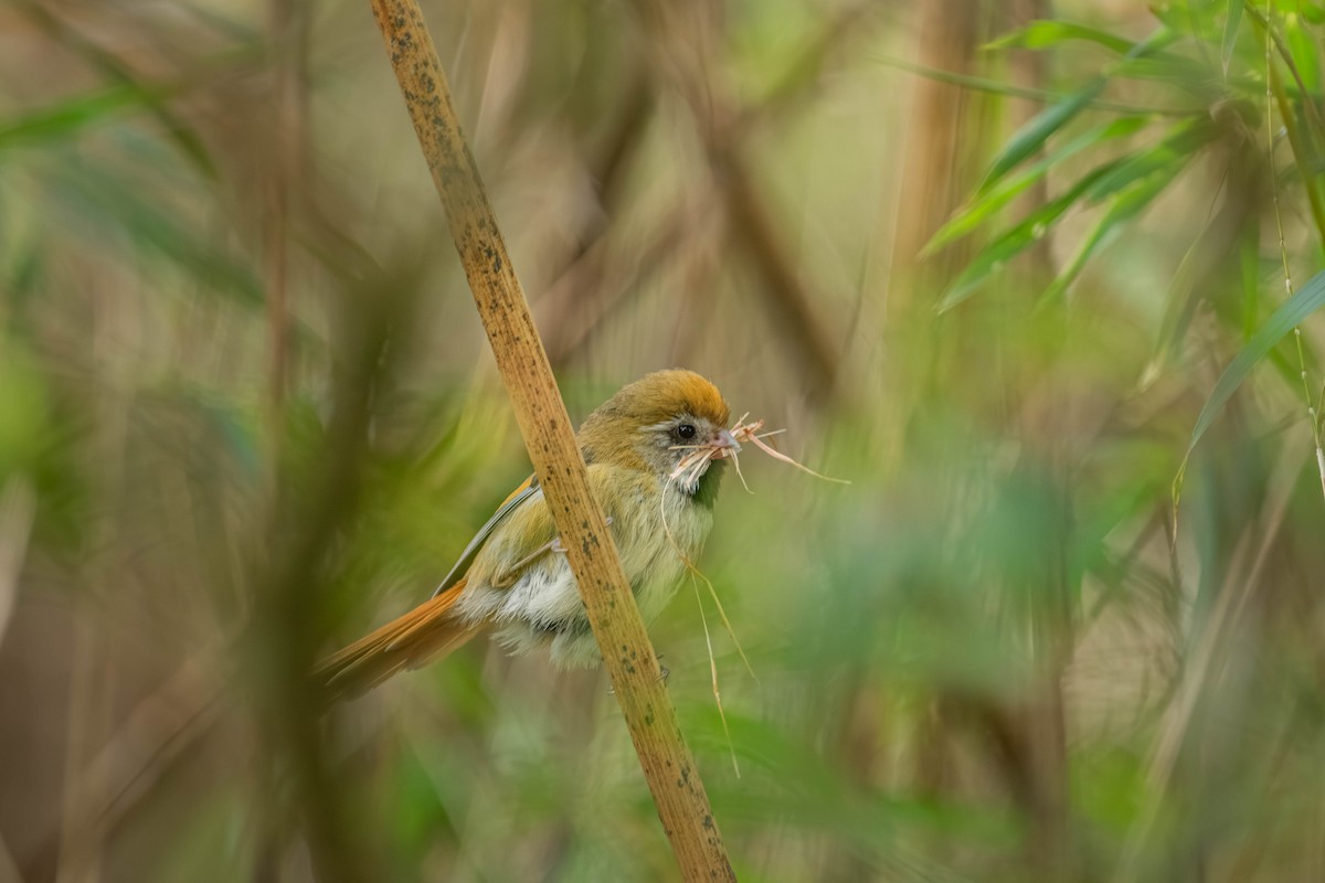 Golden Parrotbill - ML640424471