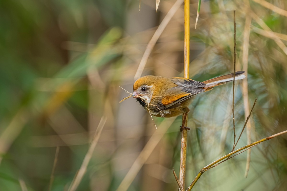 Golden Parrotbill - ML640424472