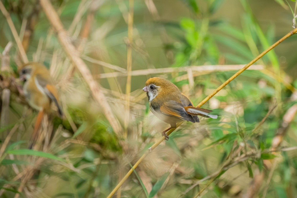 Golden Parrotbill - ML640424473