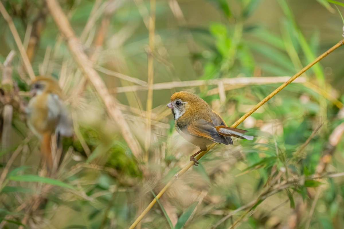 Golden Parrotbill - ML640424474