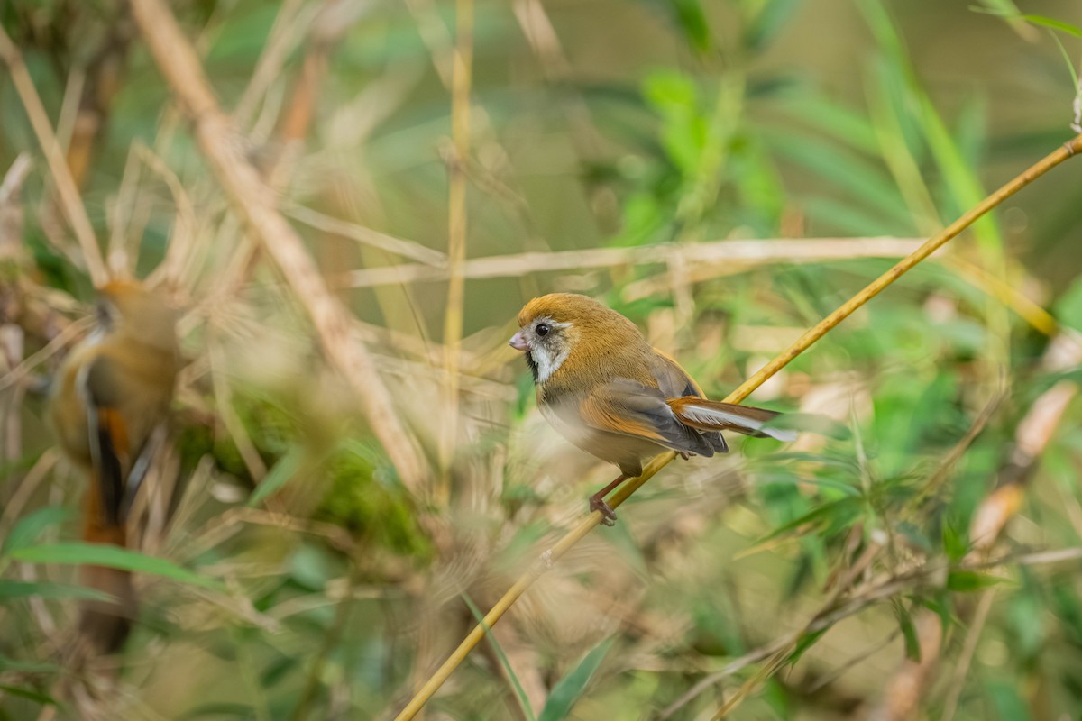 Golden Parrotbill - ML640424477