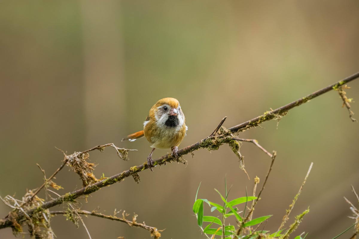 Golden Parrotbill - ML640424478
