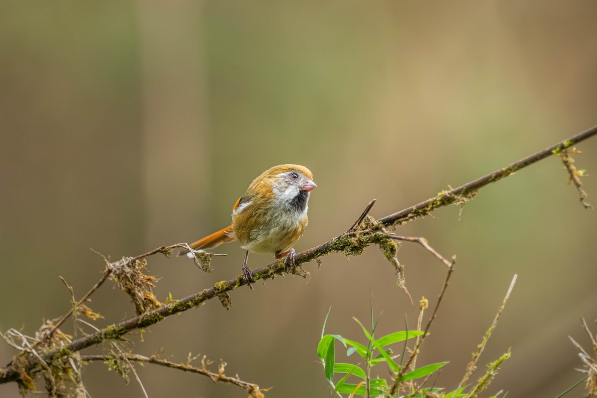 Golden Parrotbill - ML640424479