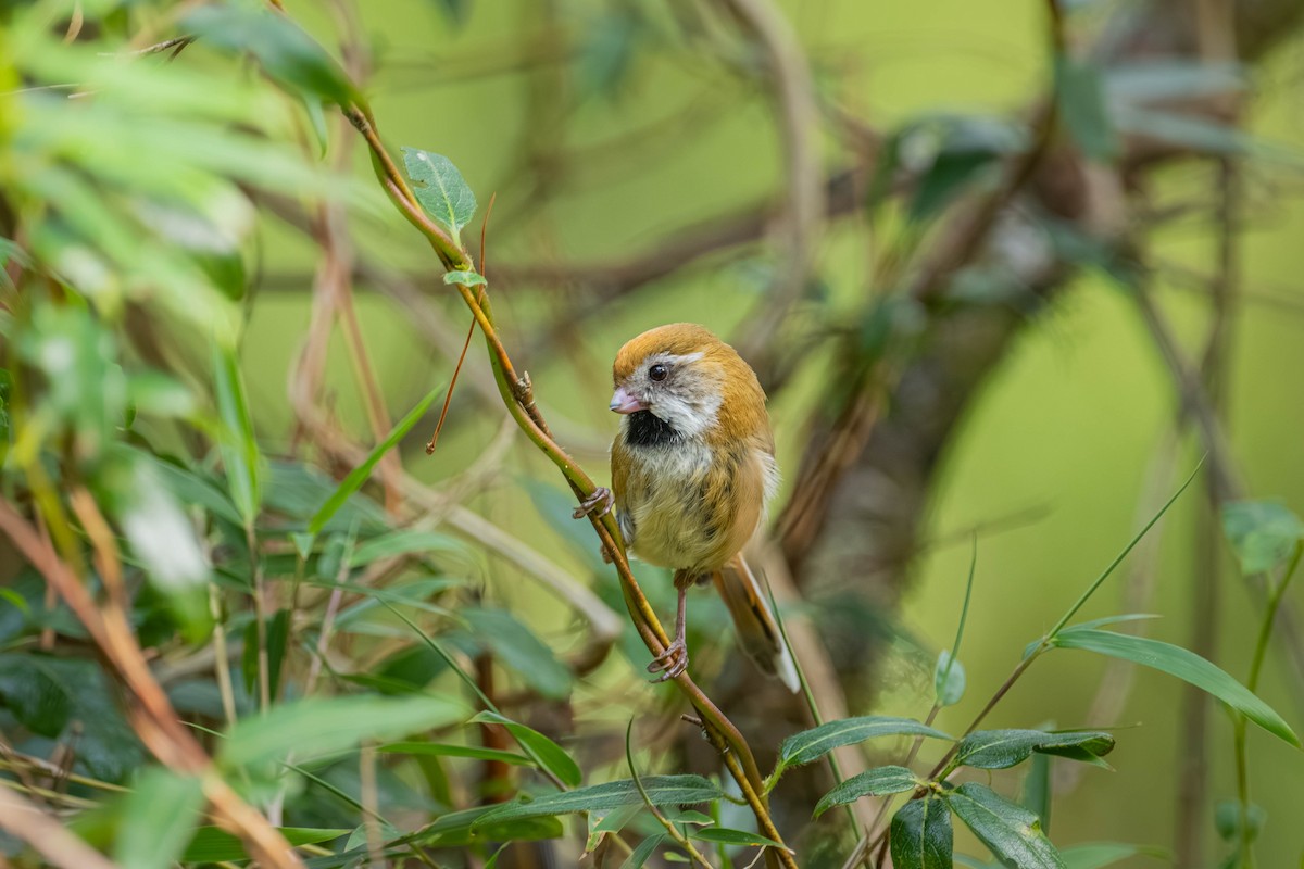 Golden Parrotbill - ML640424481