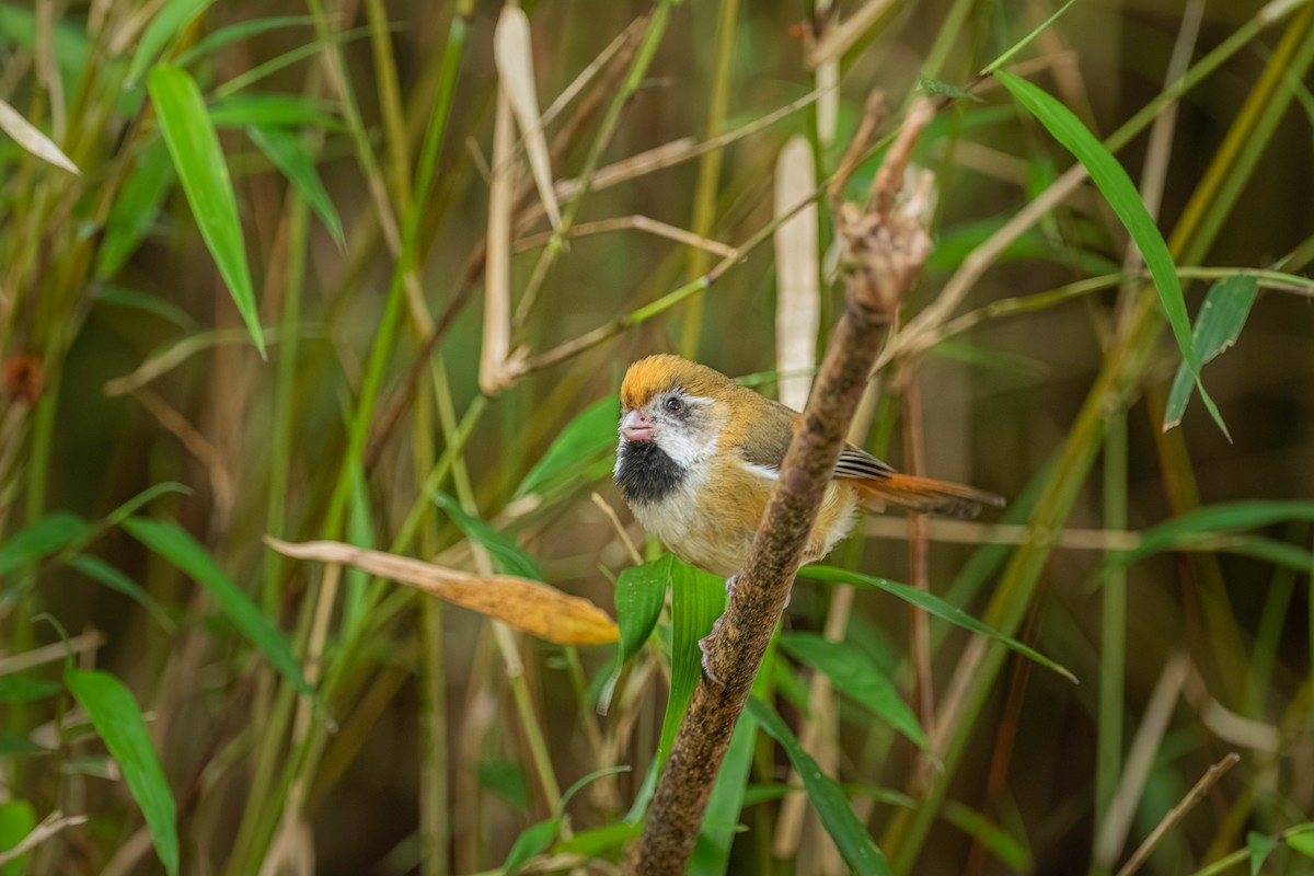 Golden Parrotbill - ML640424482