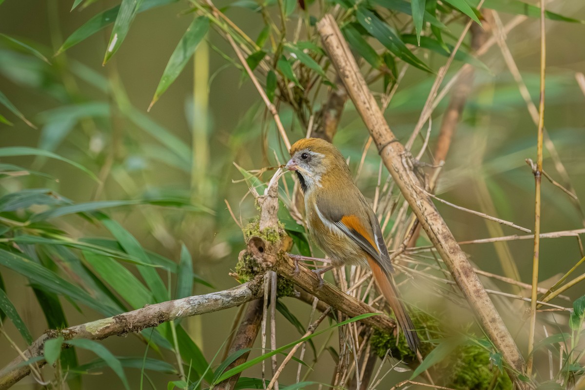 Golden Parrotbill - ML640424484