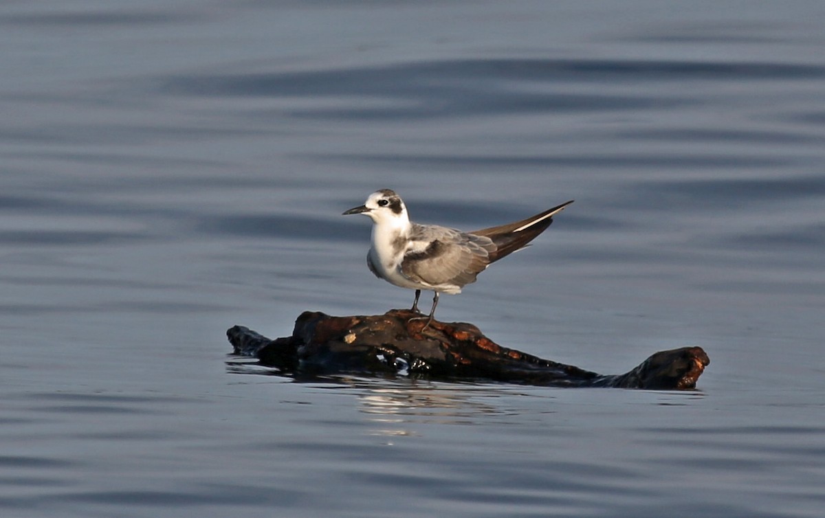 ハシグロクロハラアジサシ - ML640424486