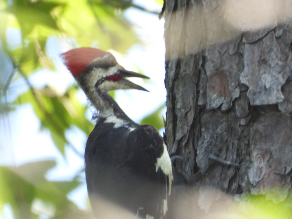 Pileated Woodpecker - ML640424491