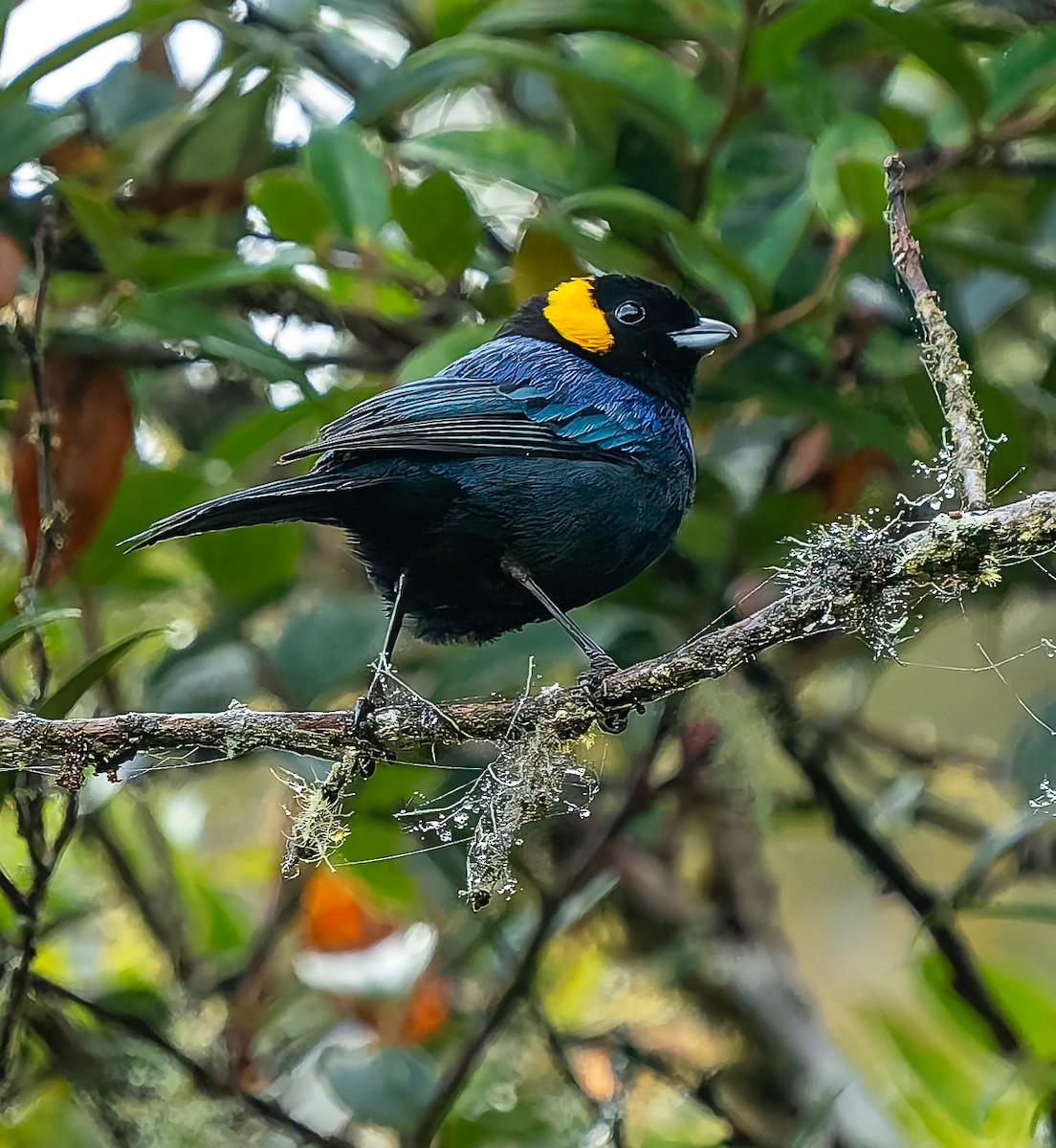 Yellow-scarfed Tanager - ML640424535