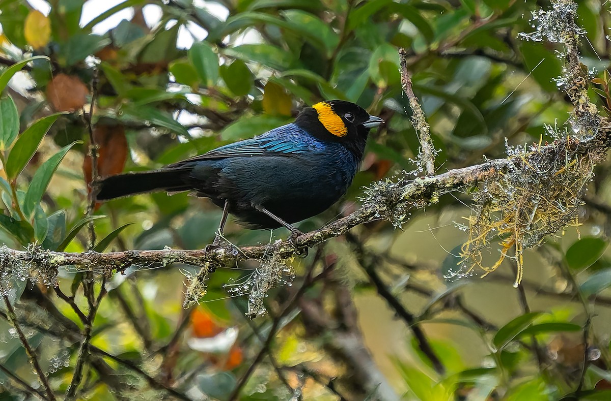 Yellow-scarfed Tanager - ML640424537