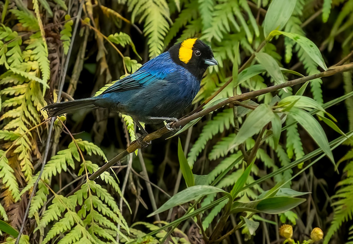 Yellow-scarfed Tanager - ML640424539