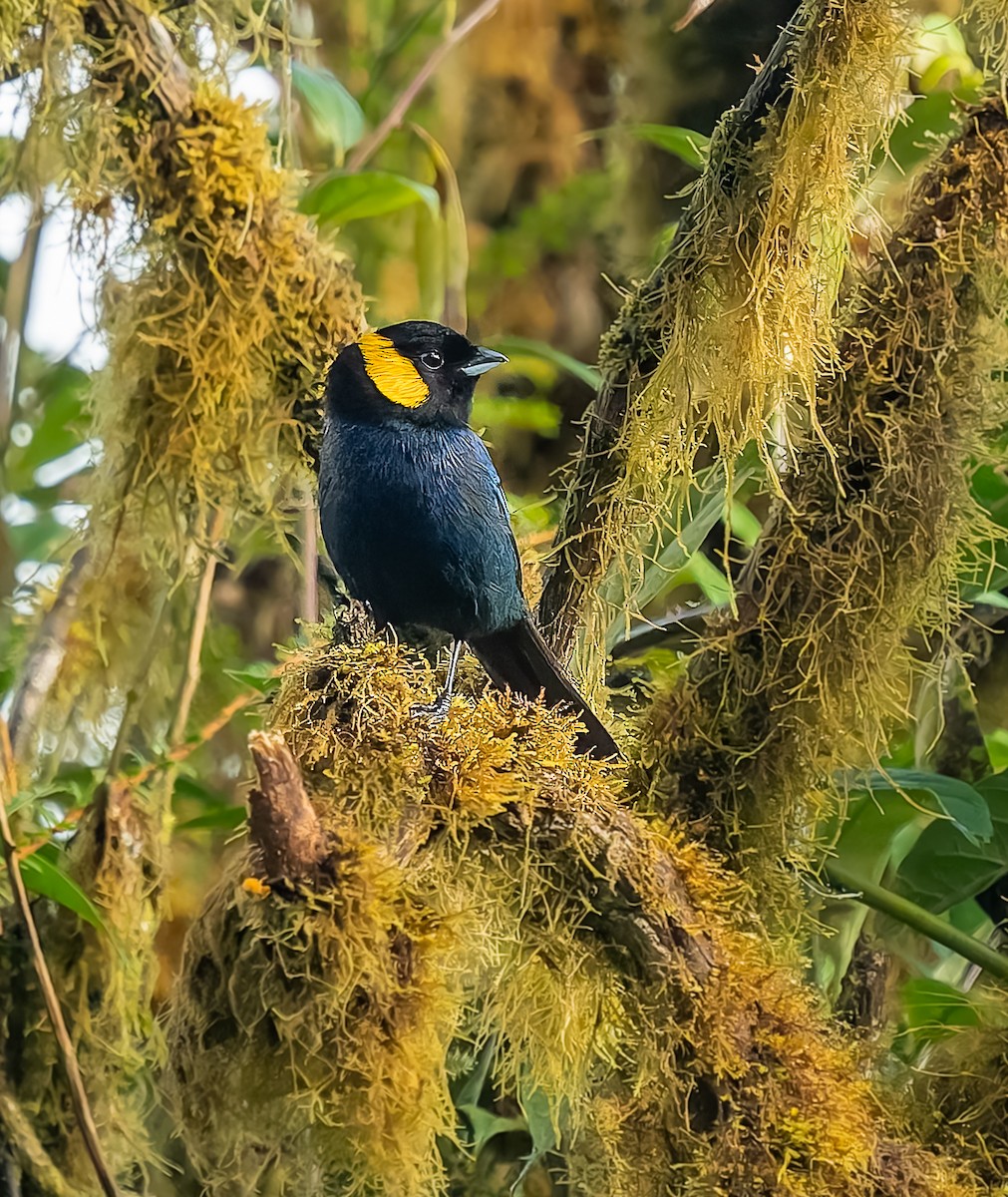 Yellow-scarfed Tanager - ML640424540