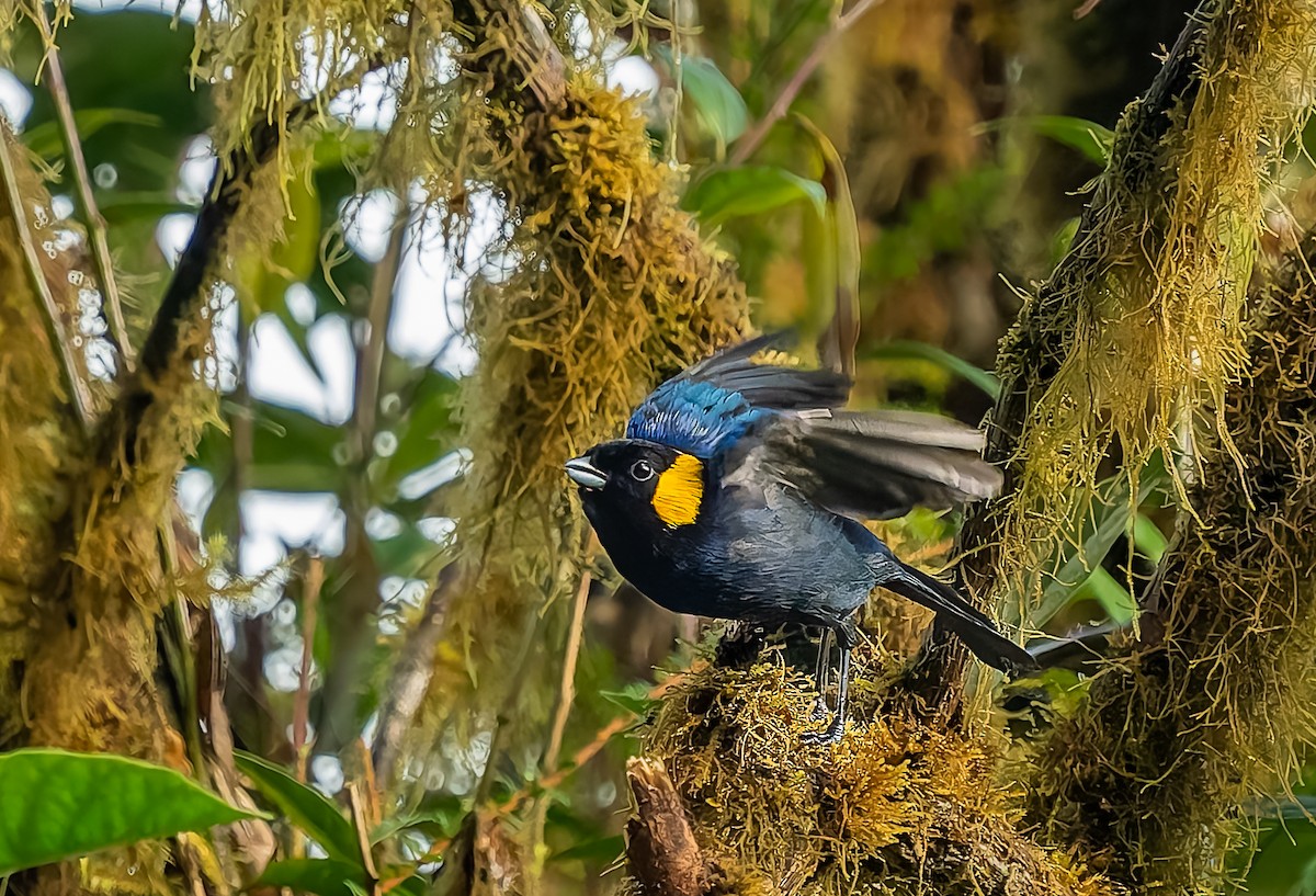 Yellow-scarfed Tanager - ML640424541
