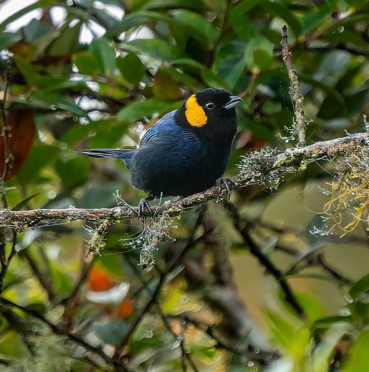 Yellow-scarfed Tanager - ML640424542