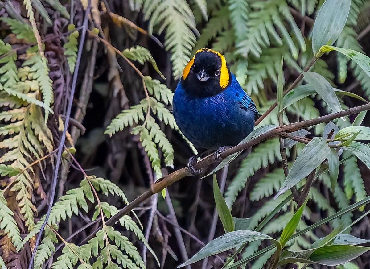 Yellow-scarfed Tanager - ML640424543
