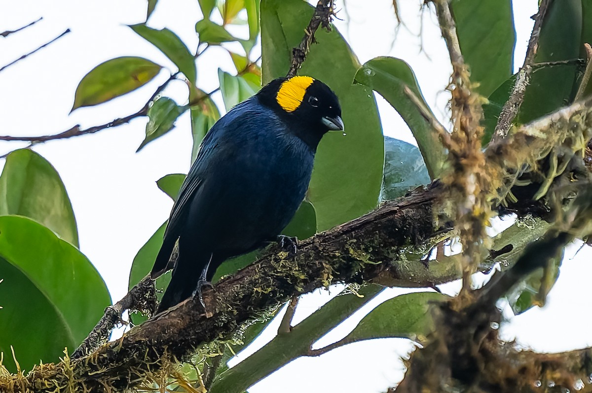 Yellow-scarfed Tanager - ML640424544