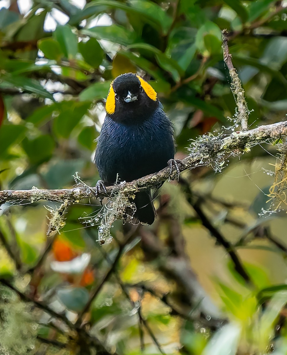 Yellow-scarfed Tanager - ML640424545
